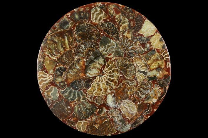 Composite Plate Of Agatized Ammonite Fossils #107214